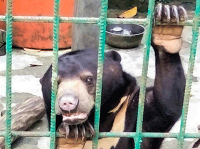 SCORPION Insists Mata Kucing Mini Zoo Management to Improve Sun Bear Enclosure